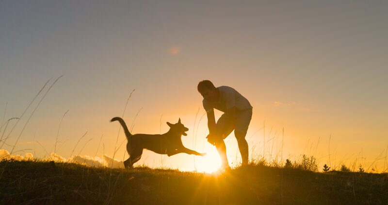 Person playing with dog at sunset