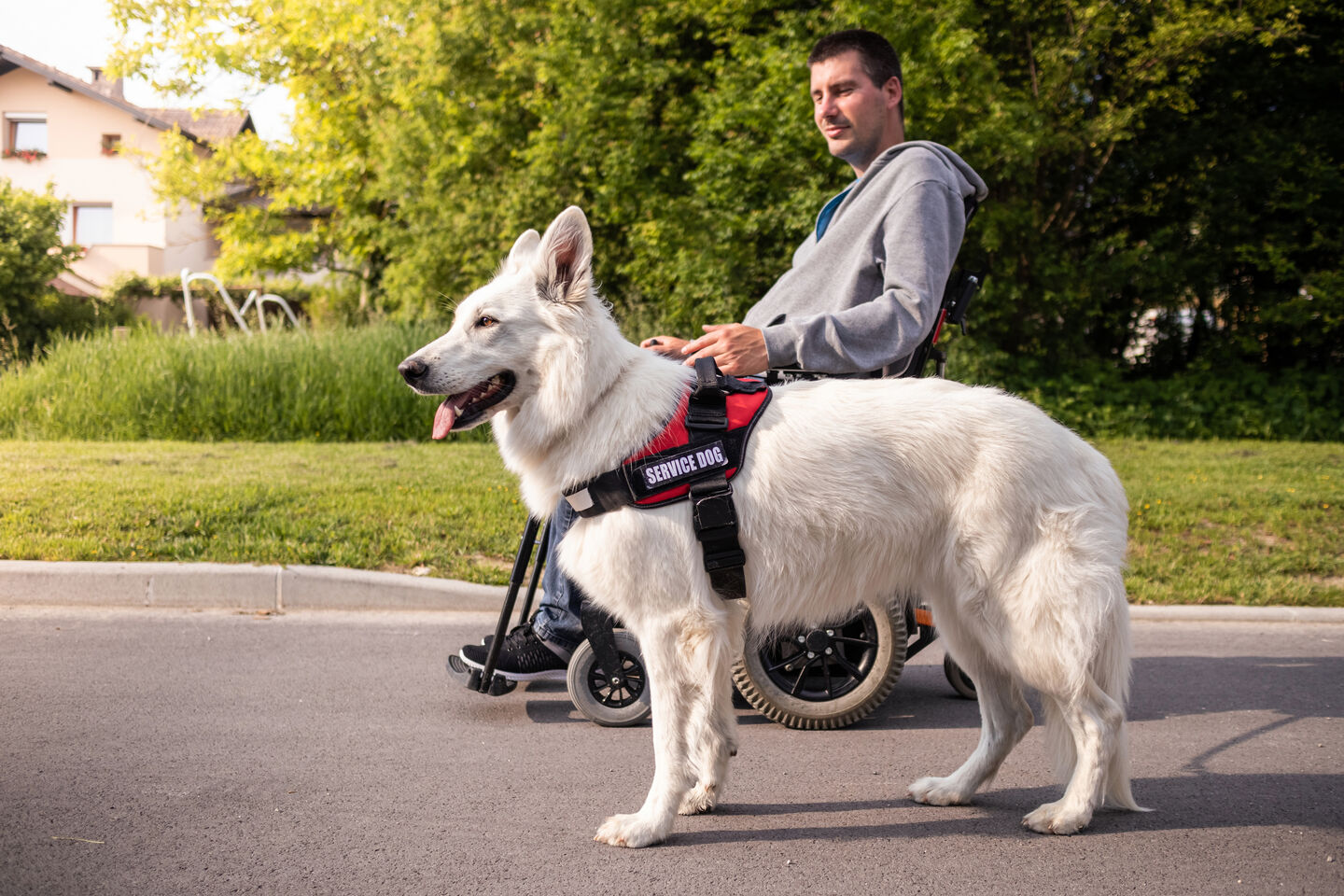 White shepherd in a red service dog vest standing beside its handler in a power wheelchair on a residential street