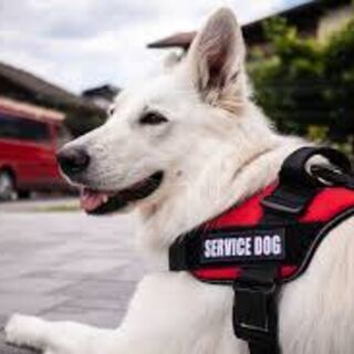 White shepherd wearing a red service dog vest