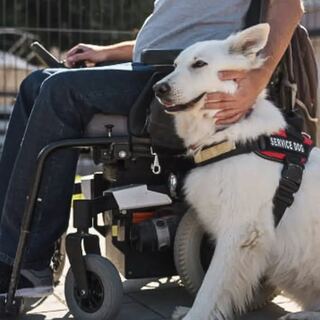 Service dog seated beside a handler in a power wheelchair