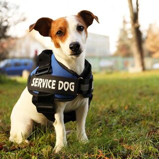 Jack Russell terrier wearing a blue service dog vest in a park