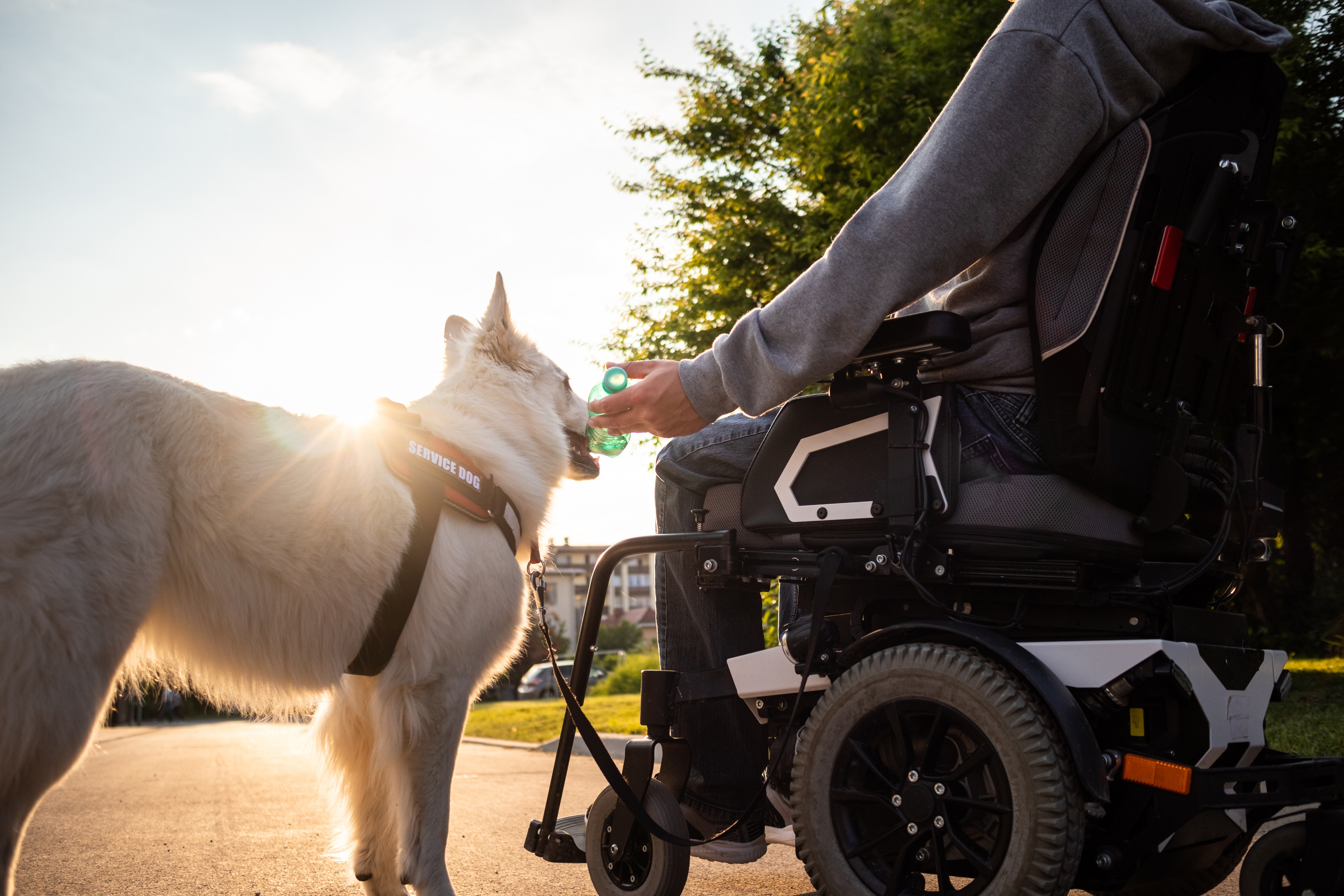 Service dog handler practicing outdoor public access training