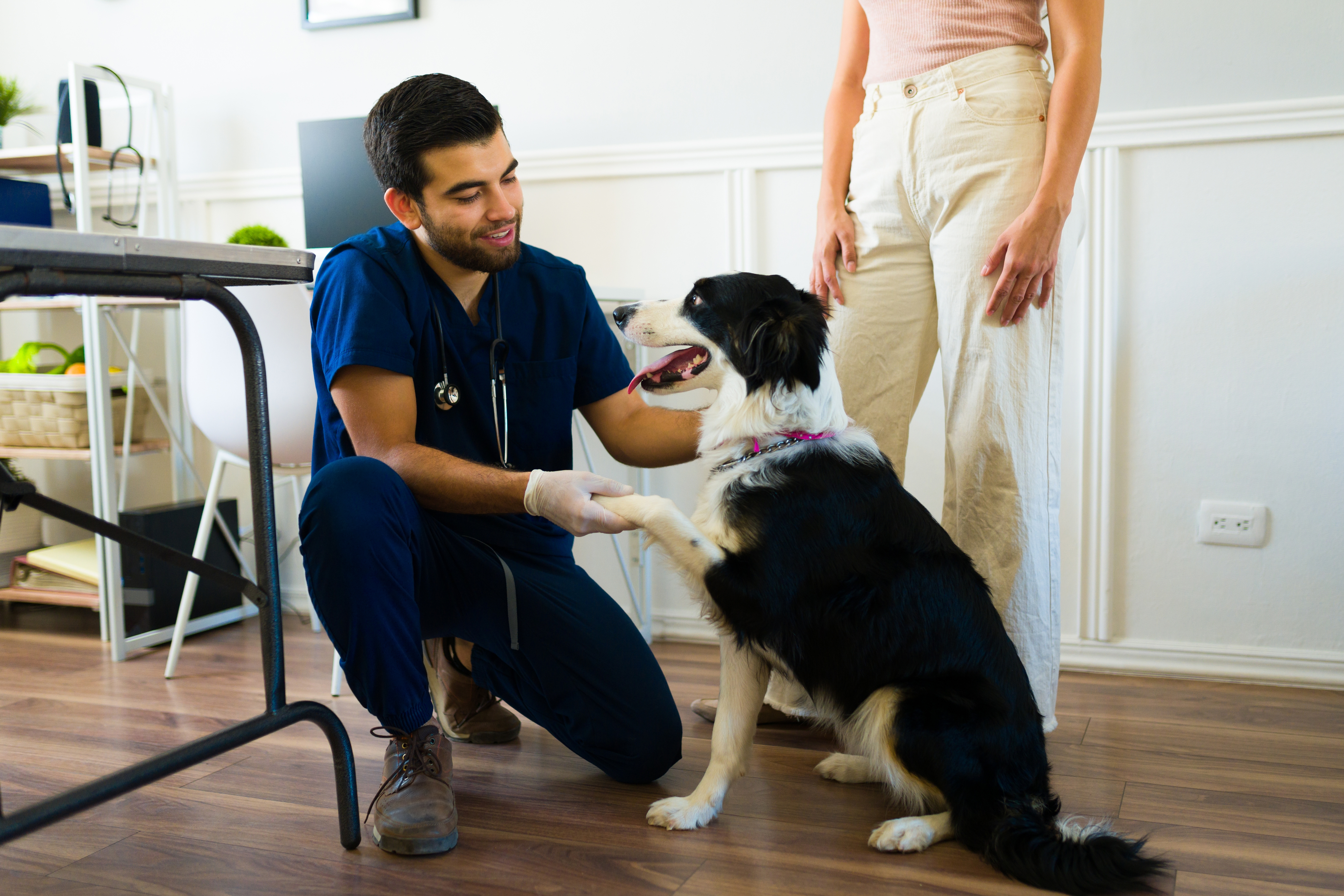 Professional service dog trainer during a grooming and bonding session