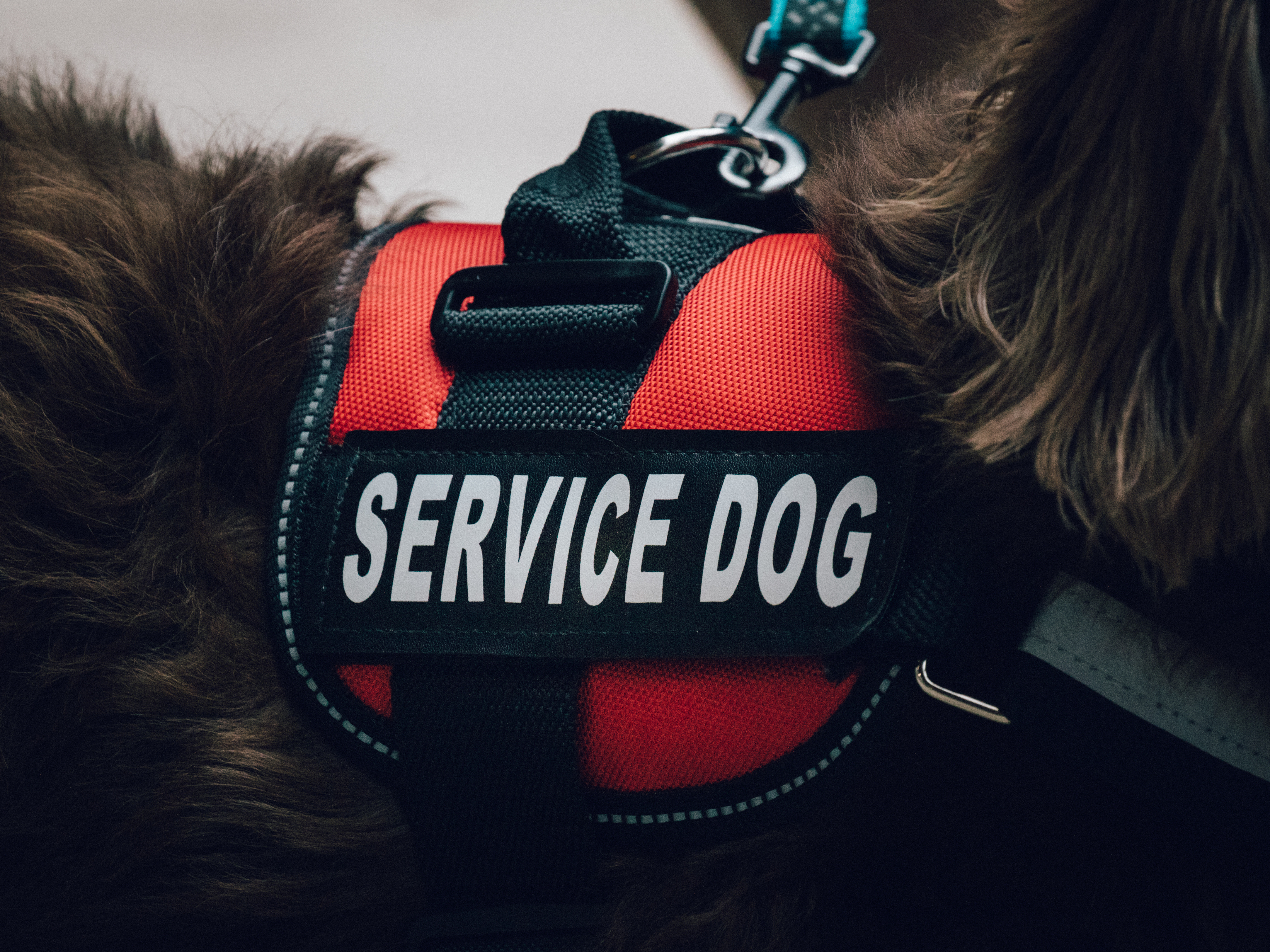 Service dog wearing a red vest with handler during PTSD support training