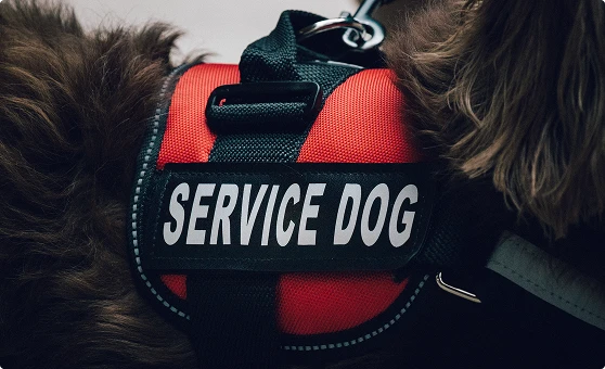 Service dogs vest