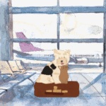 Airlines Policies for Emotional Support Animals