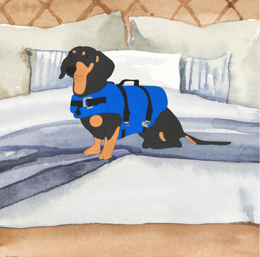 Service Dog Registration: How To Get A Service Dog