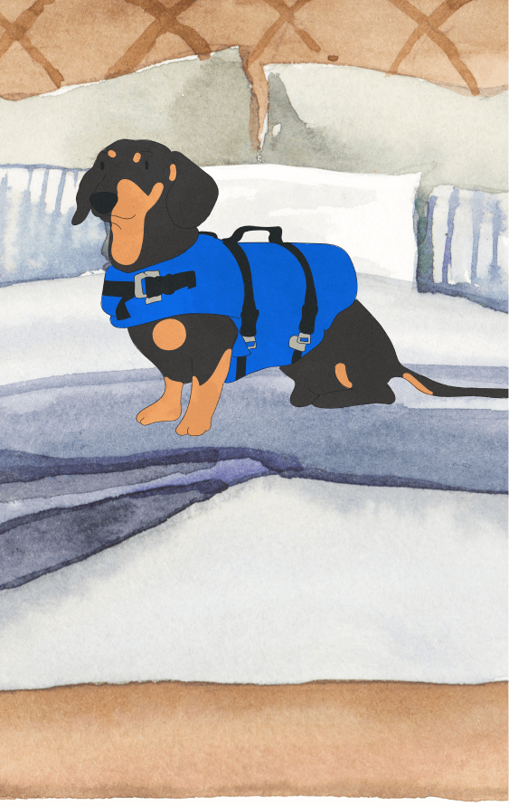 Service Dog Registration: How To Get A Service Service Dog Registration: How To Get A Service