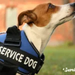 The Benefits of Wearing a Service Dog Vest