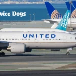 United Airlines Pet Policy