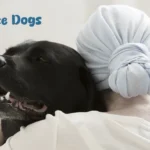 What Is Animal Therapy (Animal Assisted Therapy)?