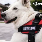 What Is a Psychiatric Service Dog (PSD)?