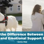 What’s the Difference Between Service Dogs and Emotional Support Dogs?