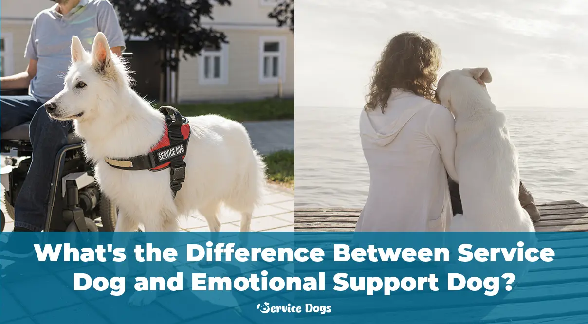 Service Dog and Emotional Support Dog