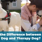 What’s the Difference Between Service Dogs and Therapy Dogs?