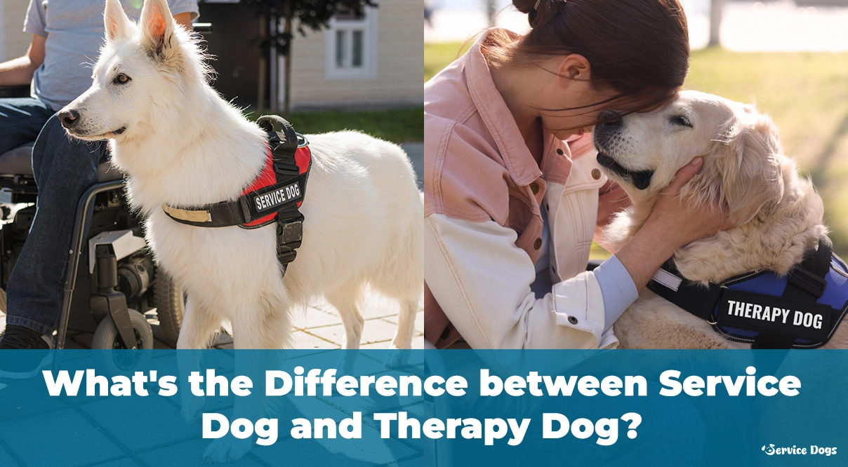 Service Dog and Therapy Dog