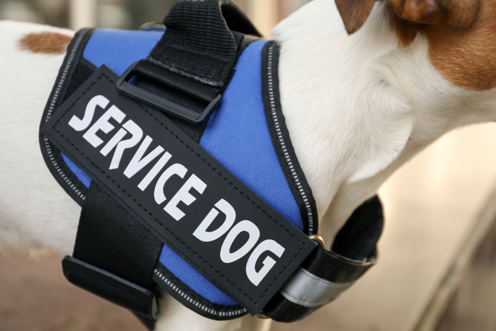 Service Dog Vest