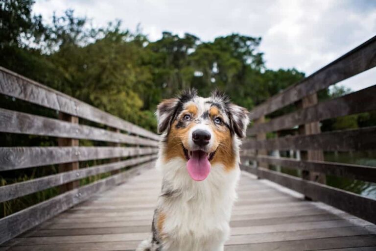 Australian Shepherd Service Dog