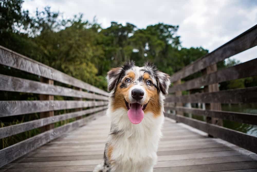 Australian Shepherd Service Dog