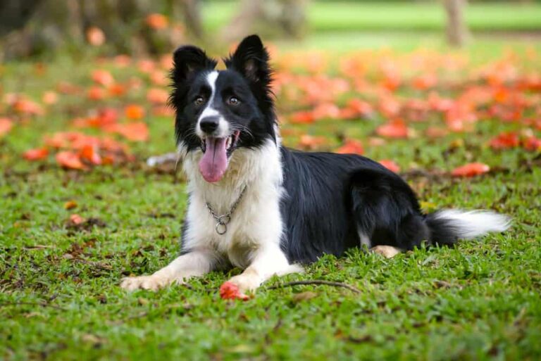 Border Collie Service Dog