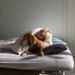 What Are The Best Dog Breeds for Borderline Personality Disorder