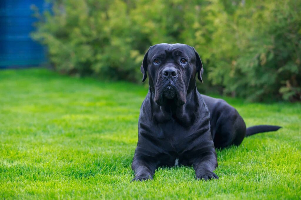 Cane Corso Service Dog