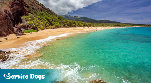 Emotional Support Animal Hawaii