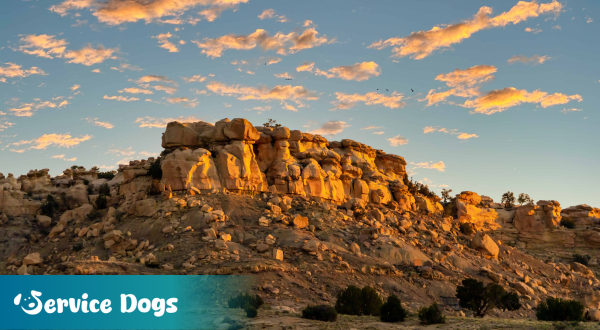 Emotional Support Animal New Mexico