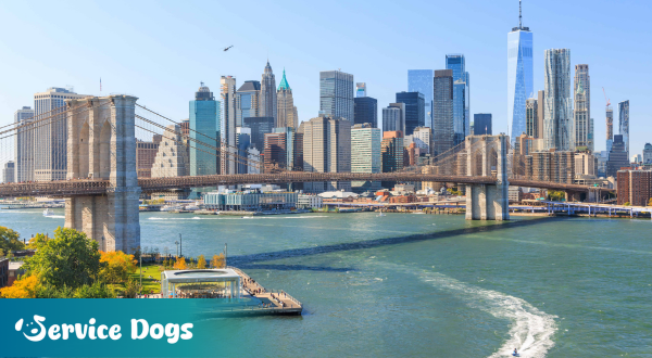 Emotional Support Animal New York