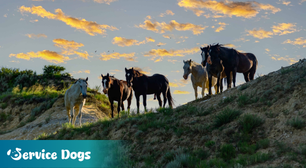 Emotional Support Animal North Dakota
