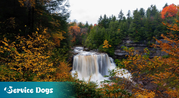 Emotional Support Animal West Virginia