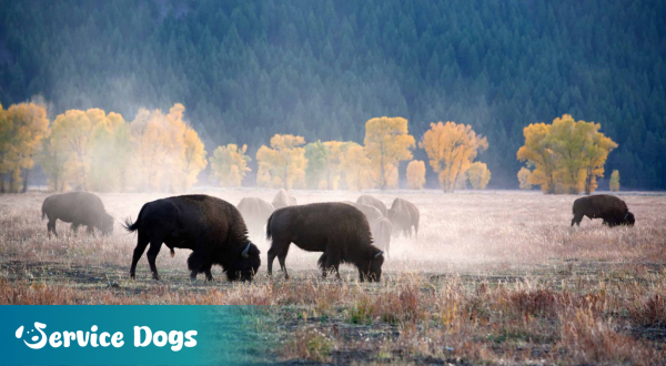 Emotional Support Animal Wyoming