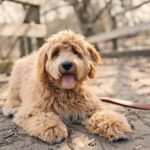 Can Goldendoodles Be Service Dogs?