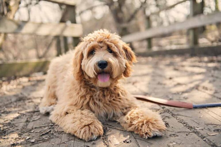 Goldendoodle Service Dog