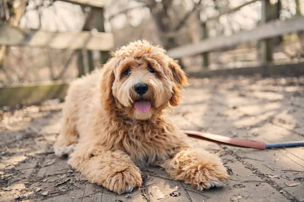 Goldendoodle Service Dog