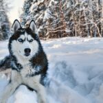 Can Huskies Be Service Dogs?