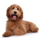 Can Labradoodles Be Service Dogs?