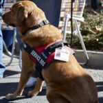 What Are Service Dogs: The Definitive Guide