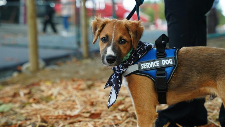 Service Dog Training: Tasks, Pathways & Public Access