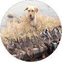 Diana C. profile picture